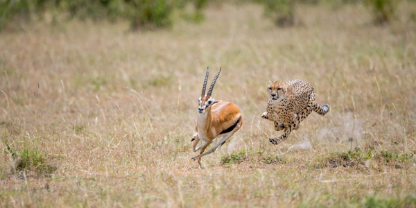 an image of a Leopard chasing a gazelle