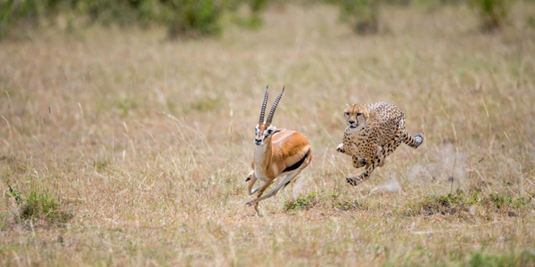 una imagen de un leopardo persiguiendo una gacela